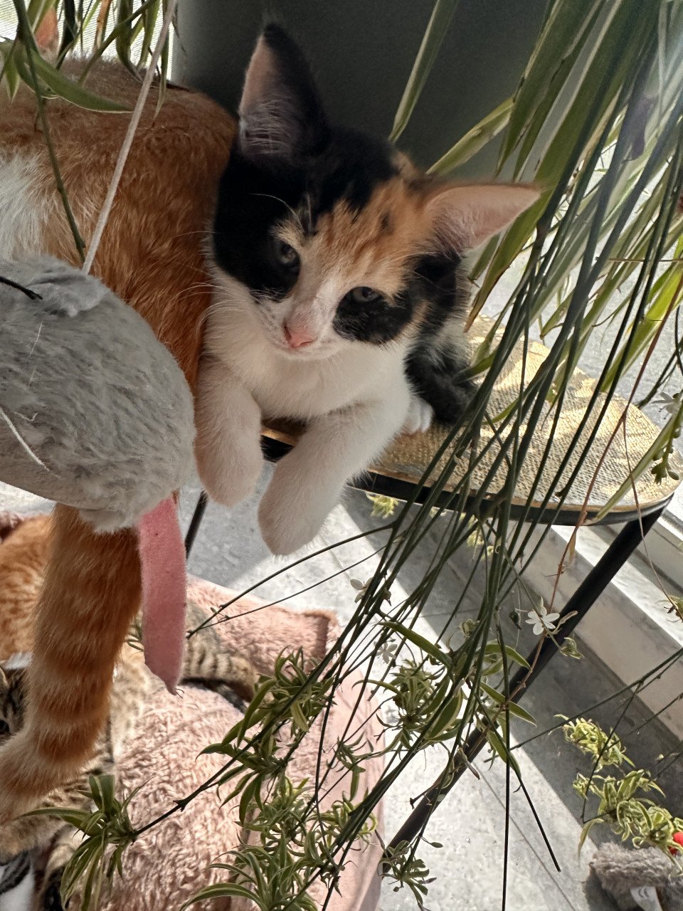 Kittens te koop