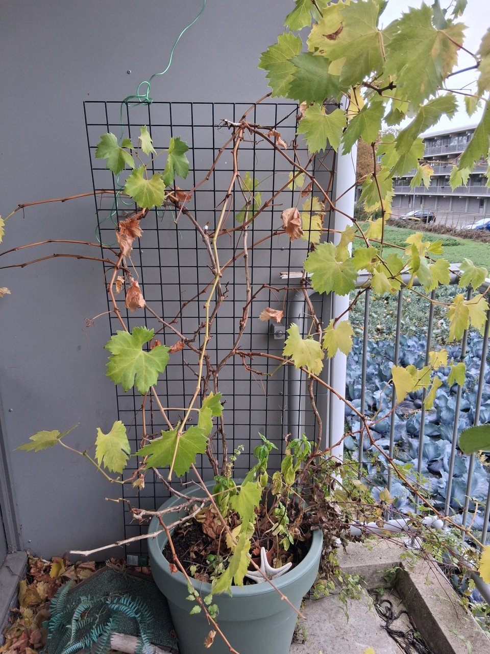 Druif in pot