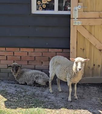 2 ouessant ooitjes