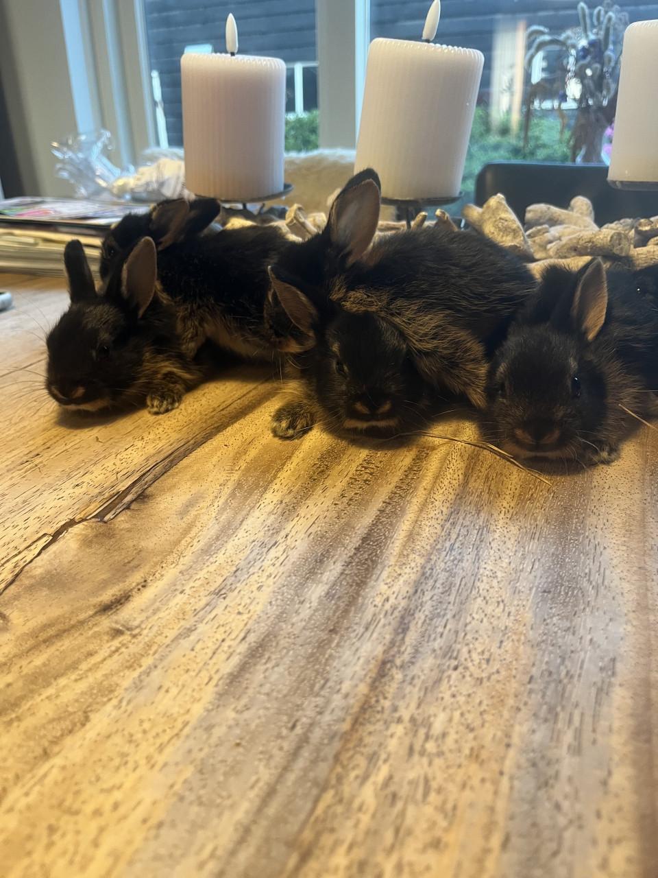 Baby konijnen te koop
