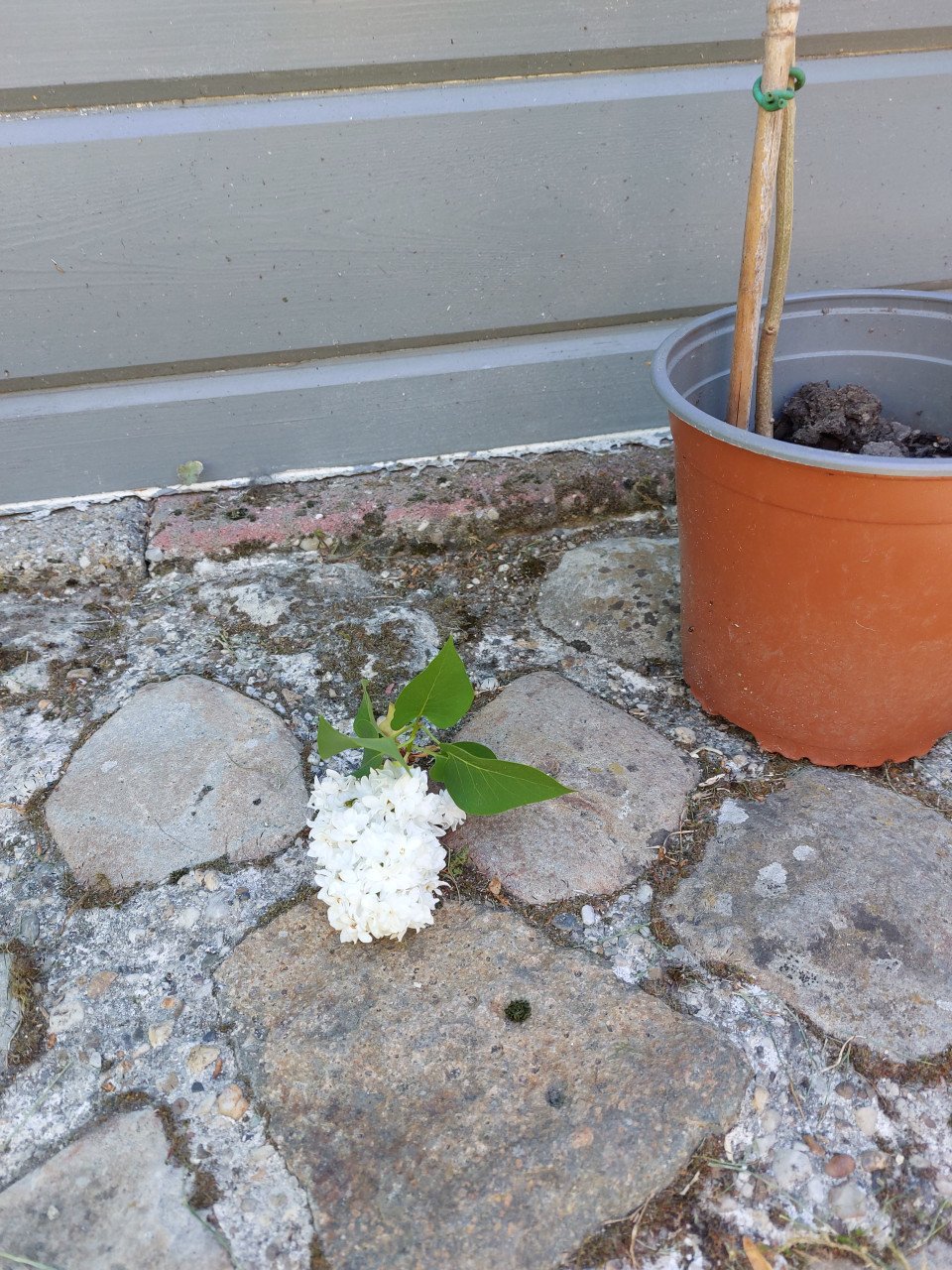 SYRINGA op STAM.