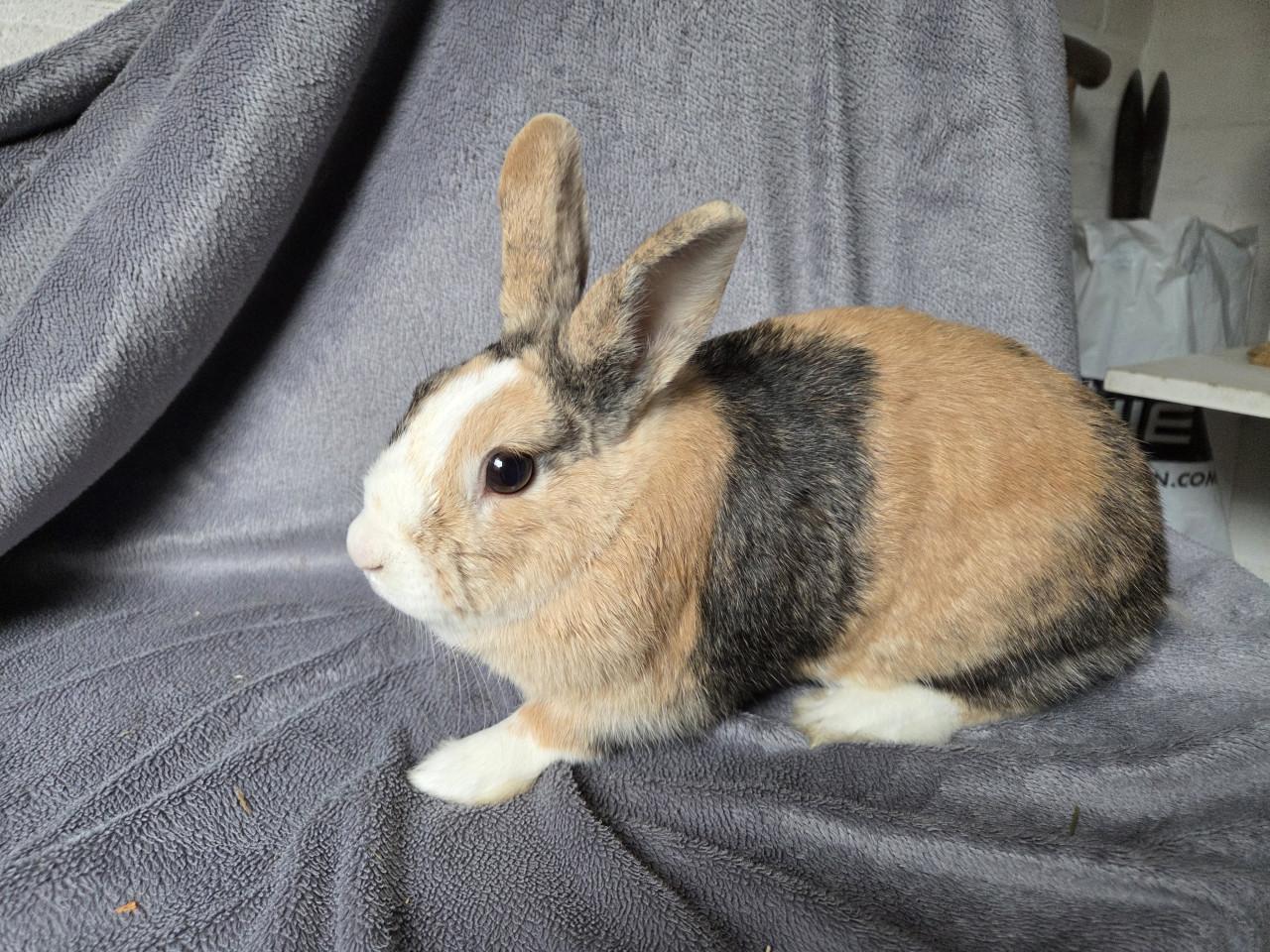 Lief konijntje zoekt vriendje