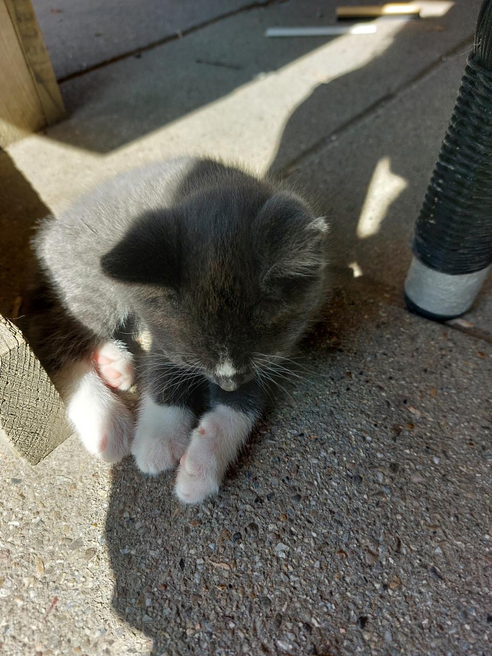Kittens