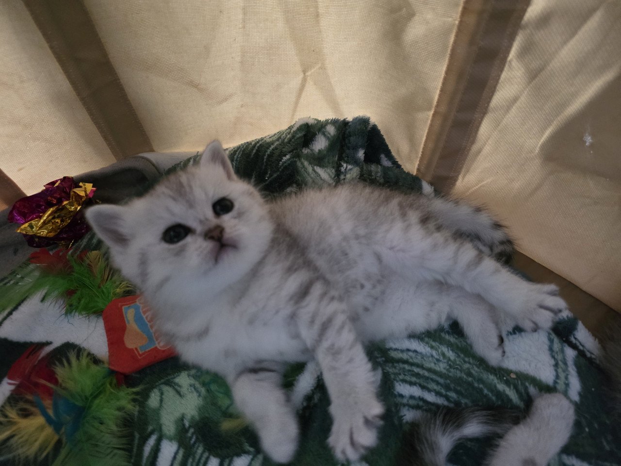Brits korthaar silver tabby (Whiskas)