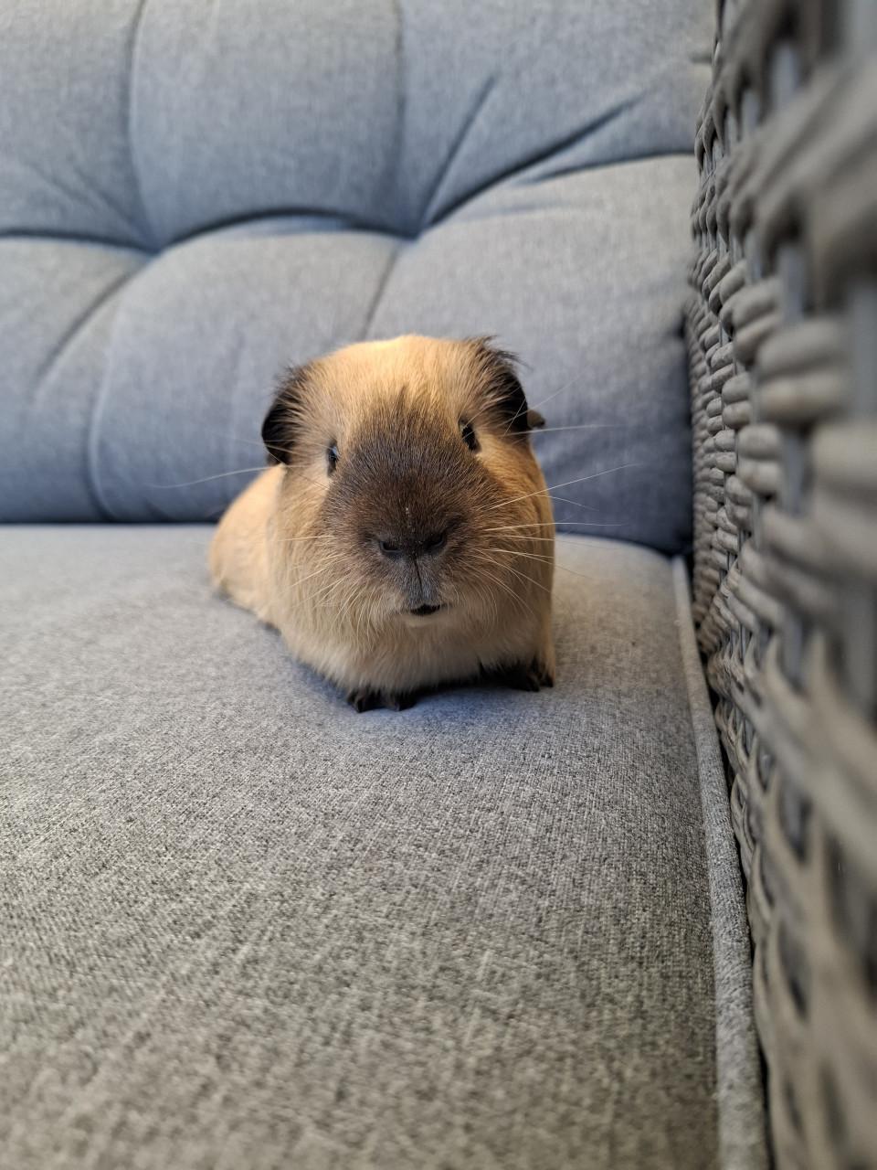 Lief cavia beertje