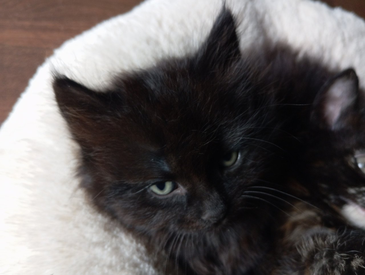 Kitten - mannetje - langharig
