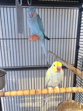 Koppel halsbandparkieten