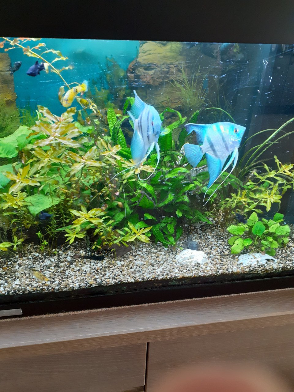 2 grote blauwe maanvissen.