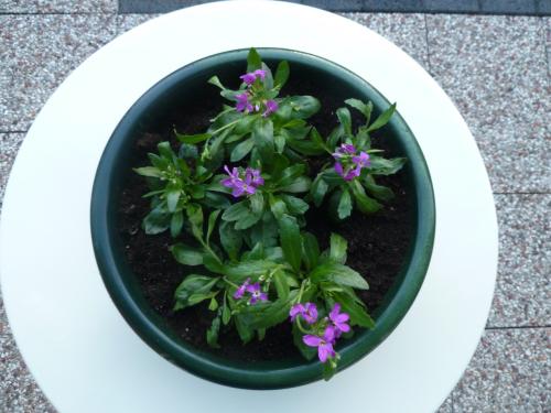 STENEN BAK MET VASTE PLANTJES