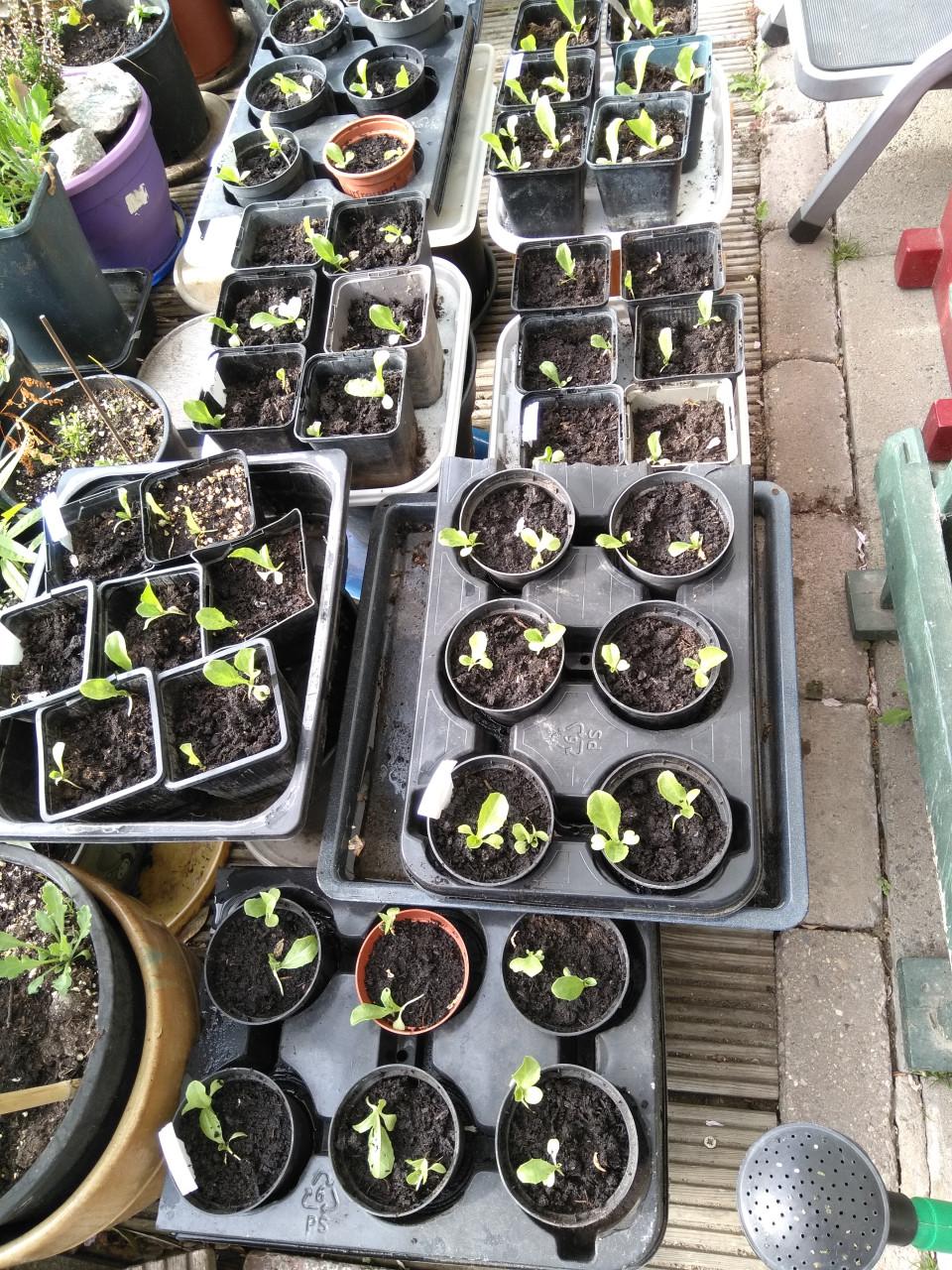 Palmkool-en andijvieplantjes