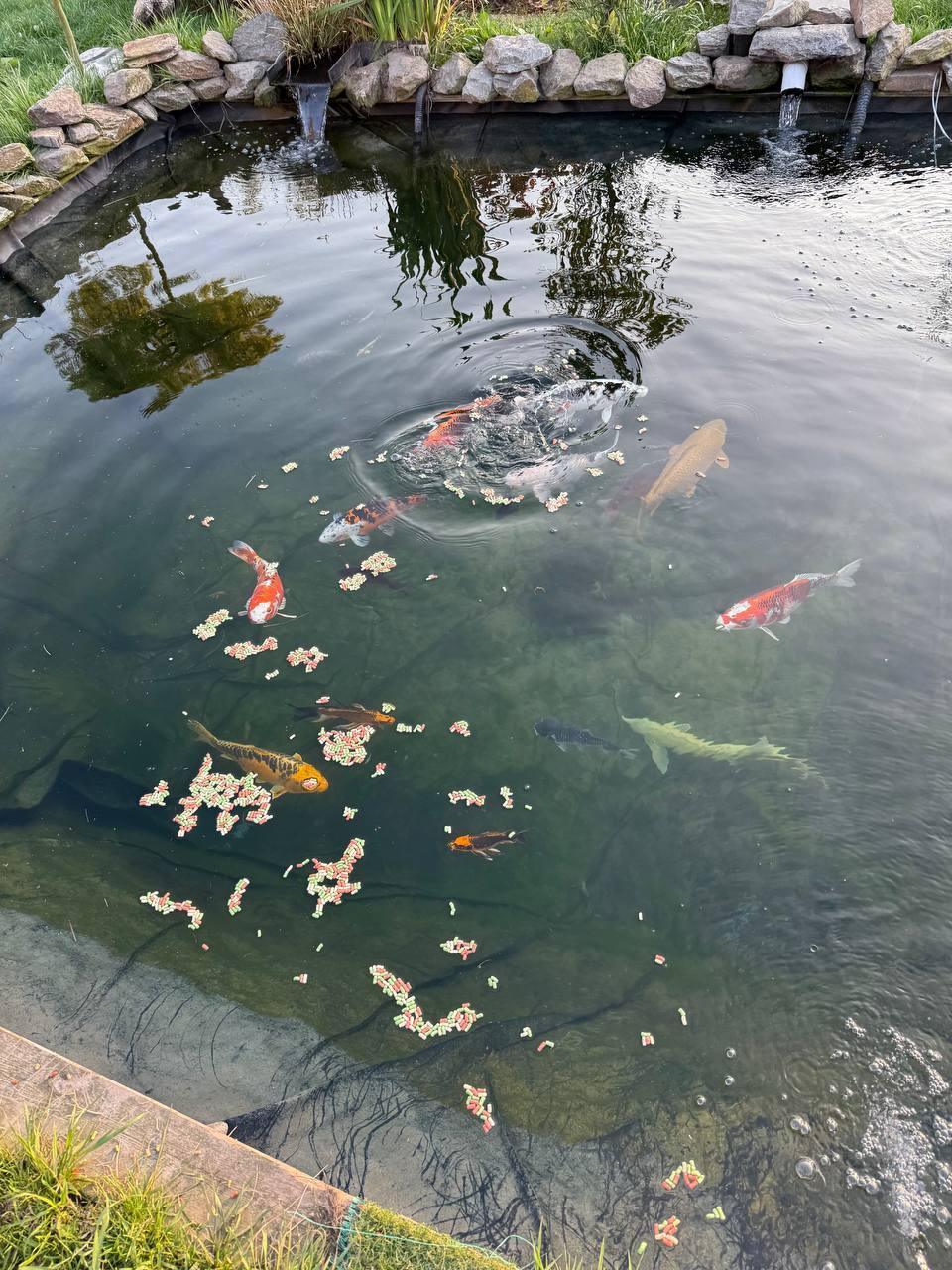 Gratis Koikarpers en 1 Steur (Gereserveerd t/m 29 Nov)