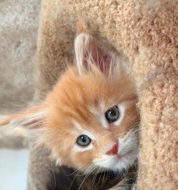 Prachtige Maine Coon kittens