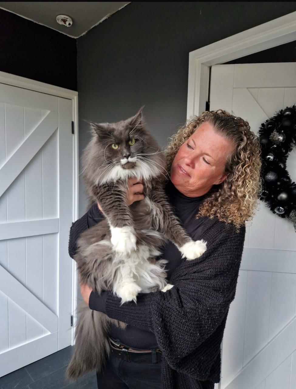 Maine coon kittens te koop!