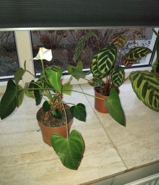 Calathea en Anthurium