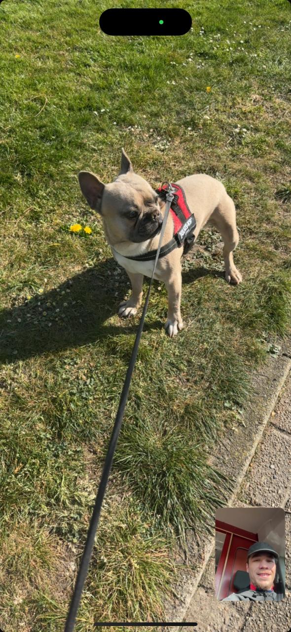 Franse Bulldog