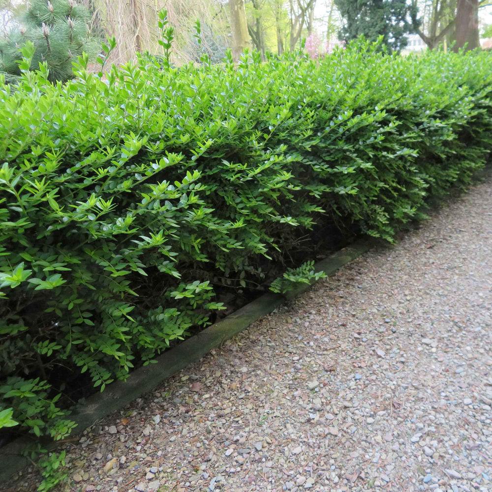 Buxusvervanger Lonicera Nitida Maigrun,struikkamperfoelie, 30 stuks, 20/30