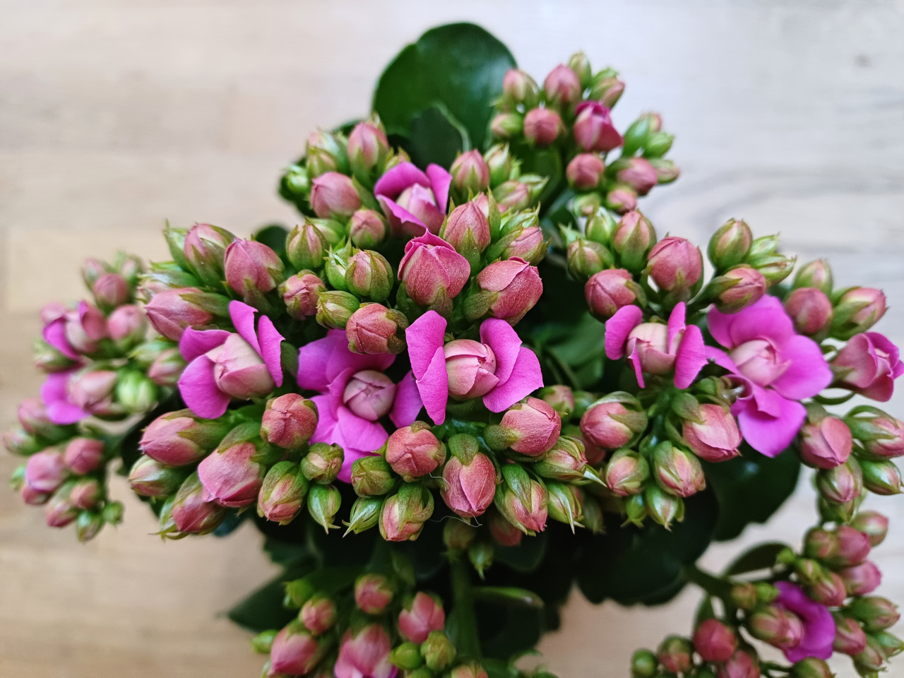 NIEUW: KALANCHOË fuchsia dubbel bloemig + neutrale POT