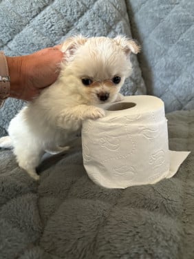 Chihua puppies