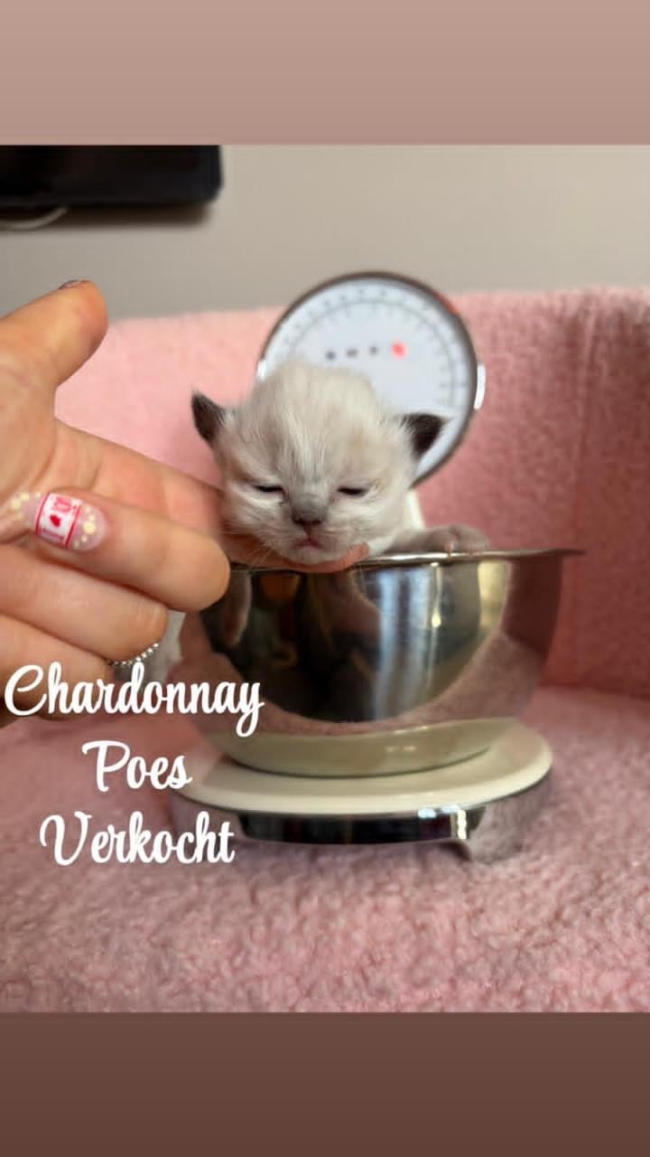 Ragdoll kittens MET stamboom VAN ORANJE Parels Ragdoll Cattery