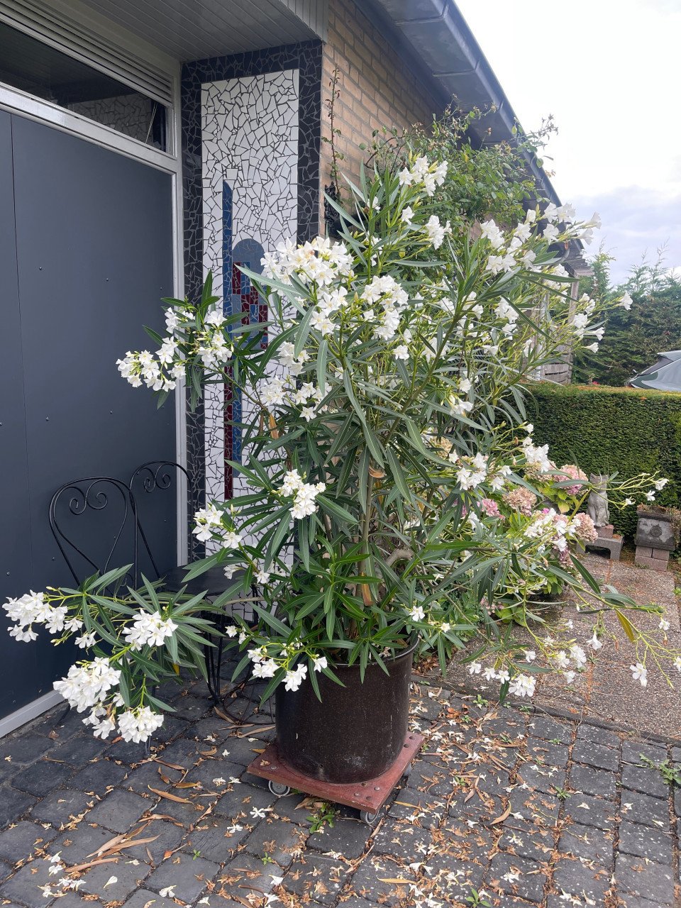 Witte orleander