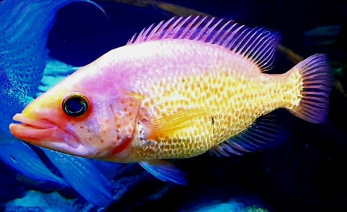 Red Baysnook