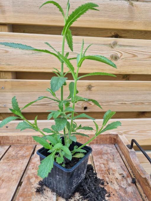 Gifvrije vaste tuinplantjes - zelfgekweekt