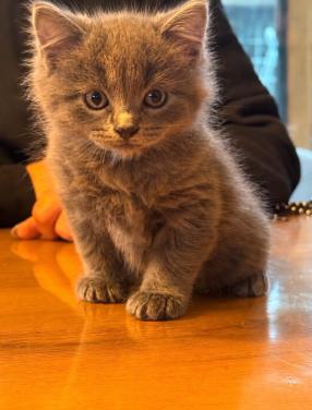 Ragdoll x Nebelung kittens die liefdevol opgroeien