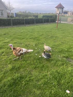 Parelhoenders