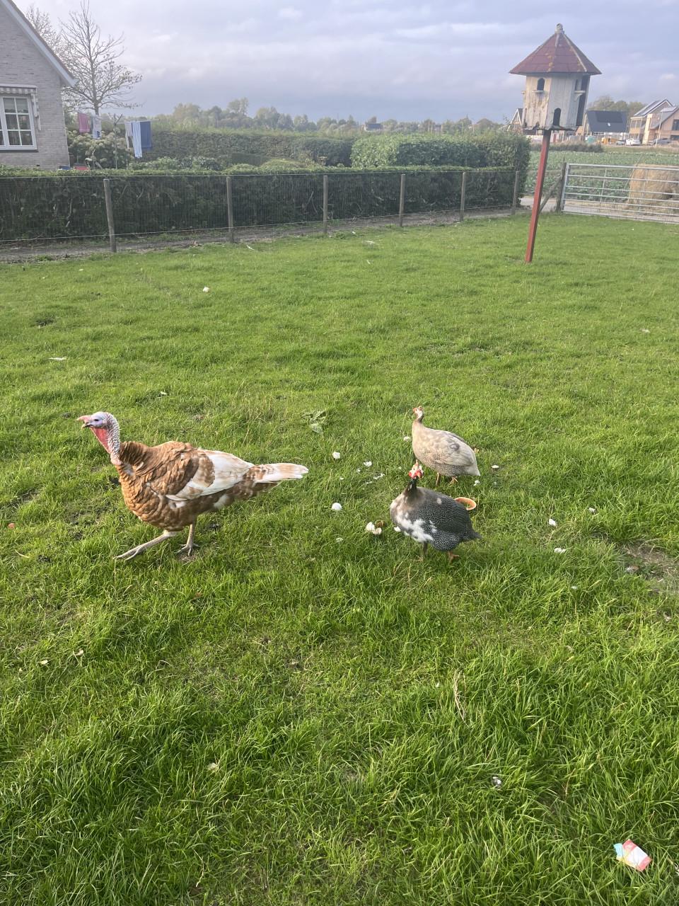 Parelhoenders