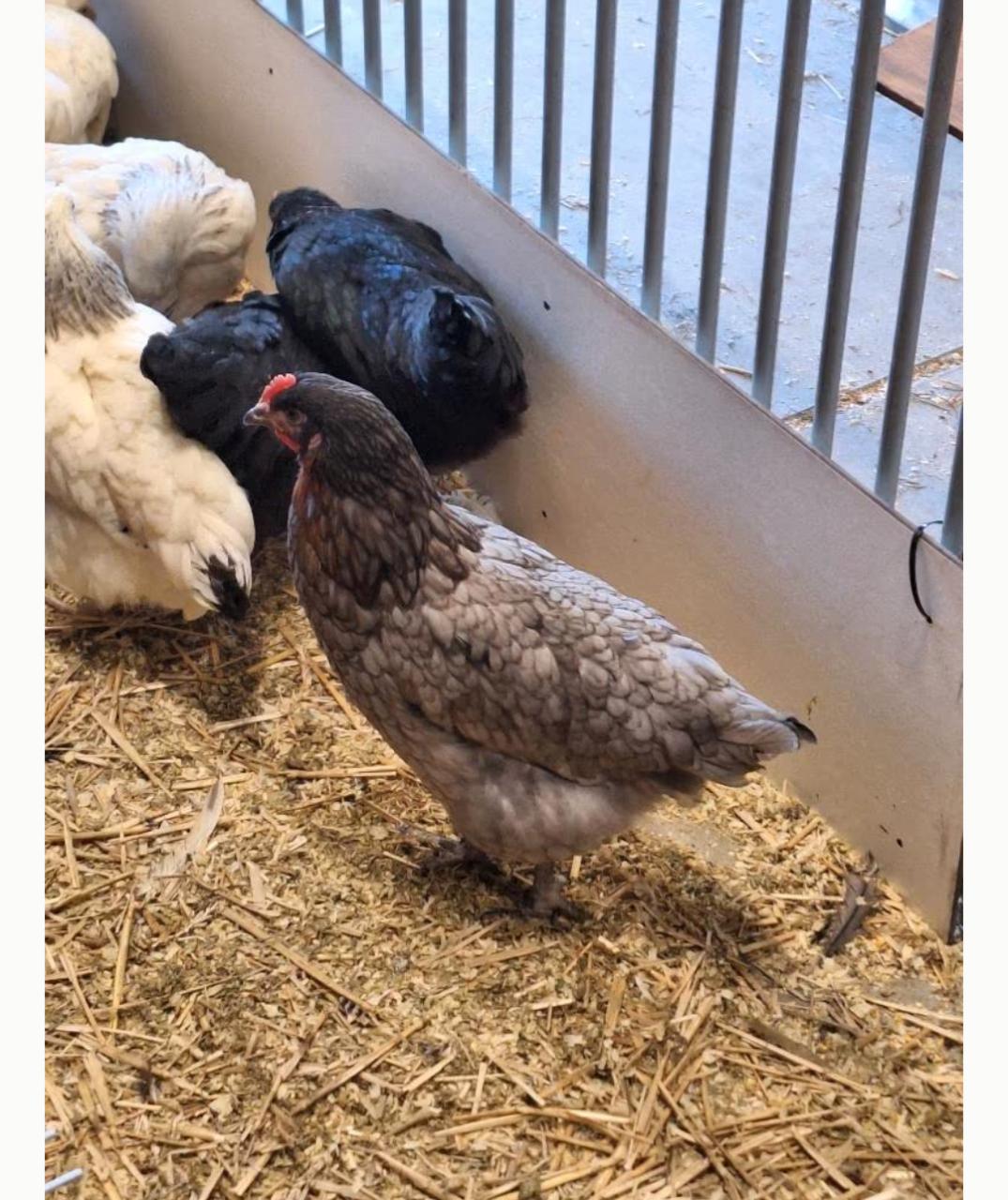 Leghennen te koop in diverse kleuren en rassen