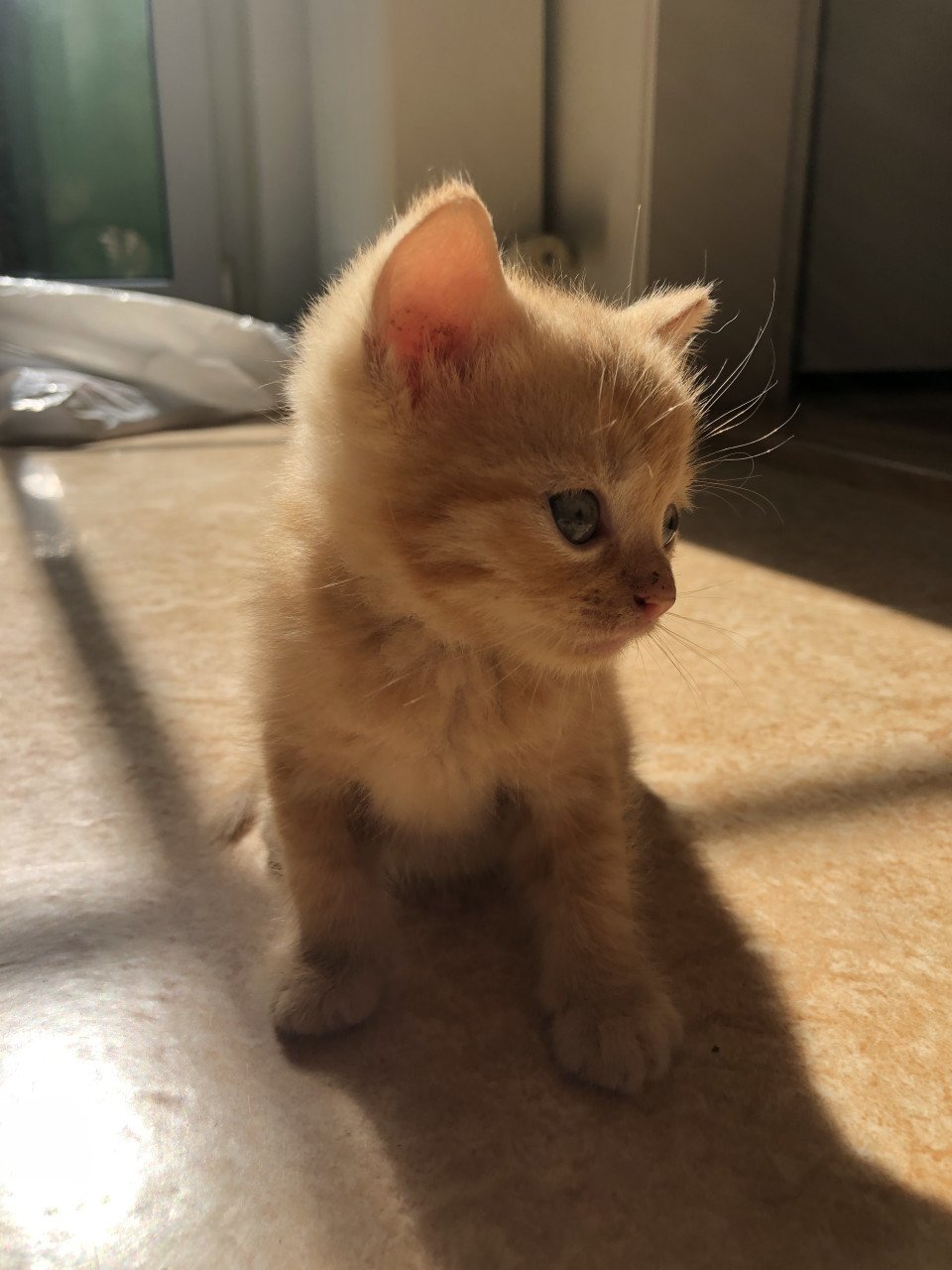 Rood Kitten vrouwtje