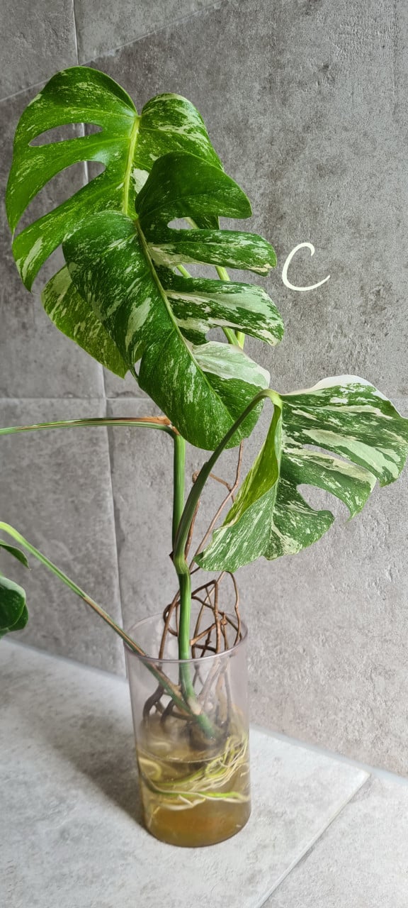 Monstera Variegata stekken