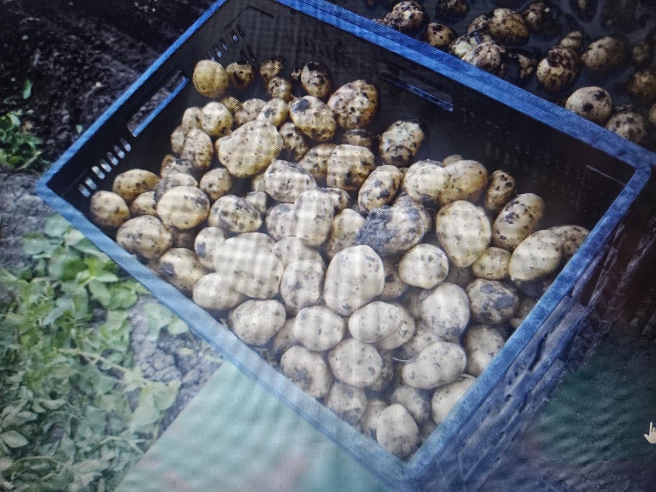 Eenrijge krakei aardappelrooier/kistenrooier