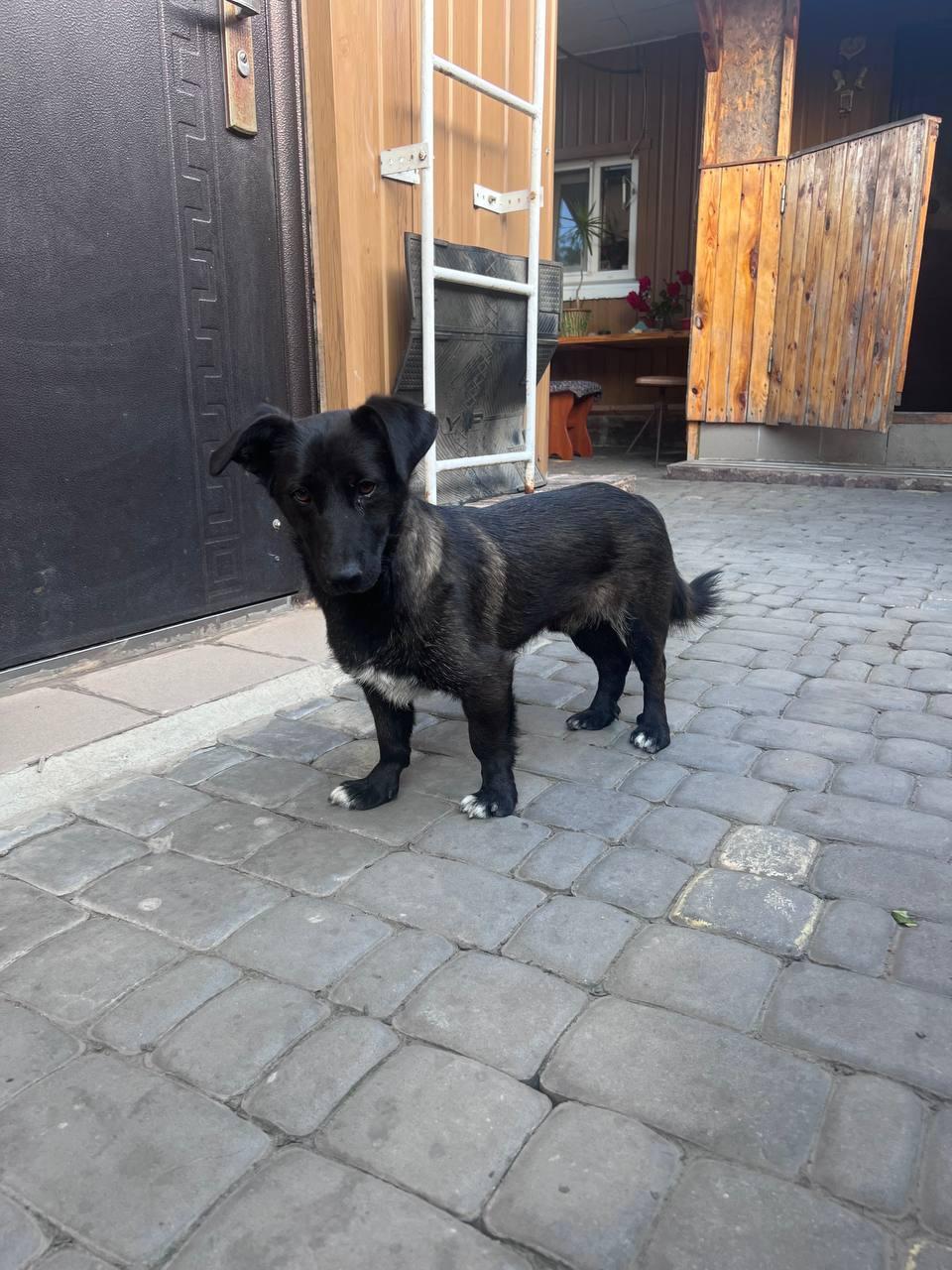 Klein hondje reu gecastreerd gechipt ontwormt ontvlooit  heeft Paspoort en