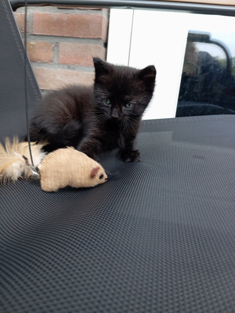 Kitten mannetje