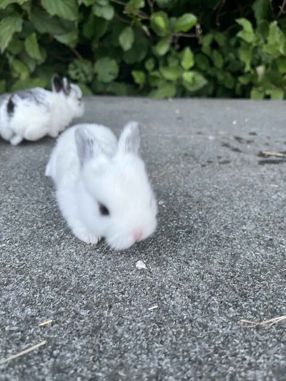 Baby konijnen te koop