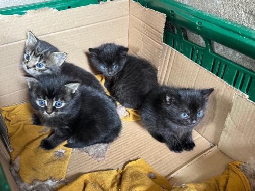 4 kittens te koop