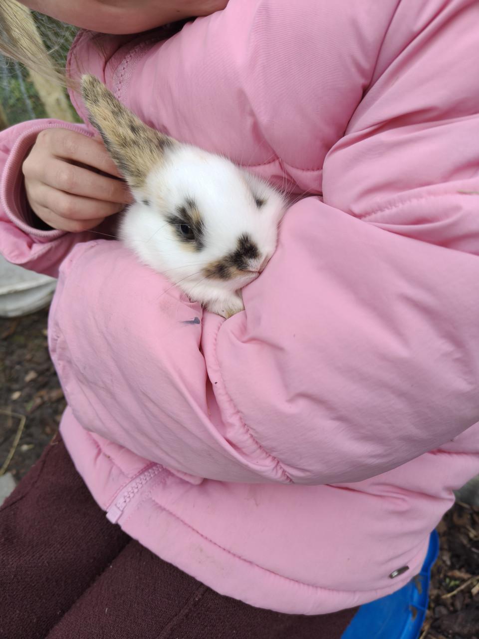 Lieve baby konijntjes