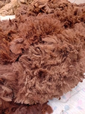 Alpaca vacht