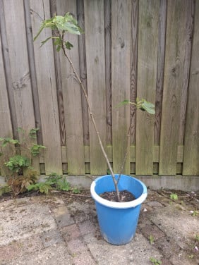 Flinke jonge vijgenboom