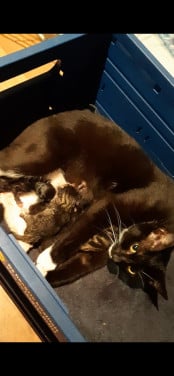 Kittens te koop
