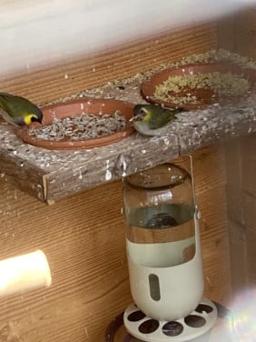 Kleine cubavink pop
