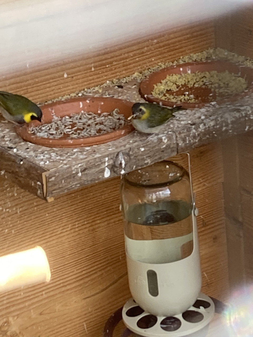 Kleine cubavink pop