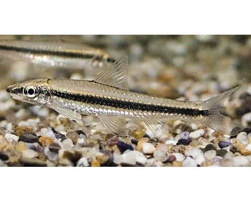 2 siamese algeneters
