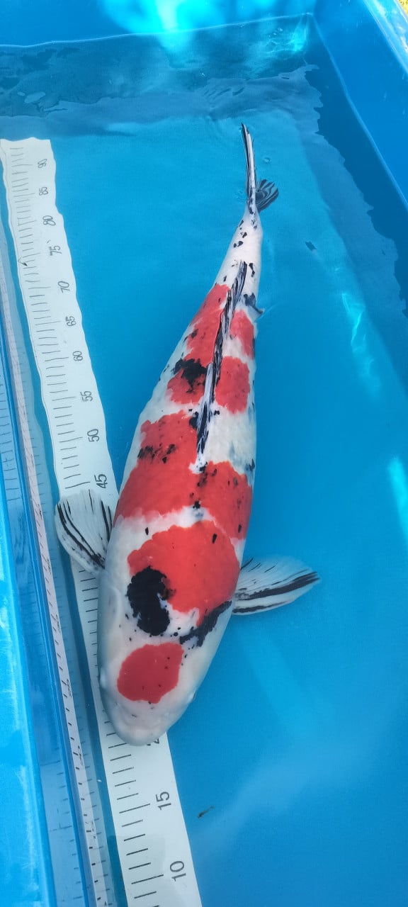 Sanke 65 cm