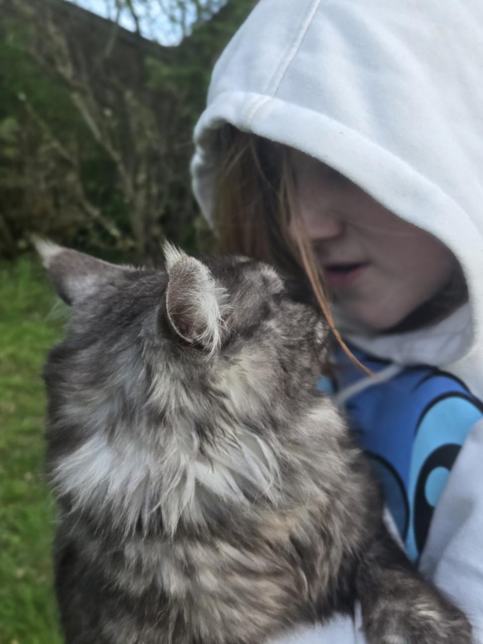 Prachtige maine coon dekkater