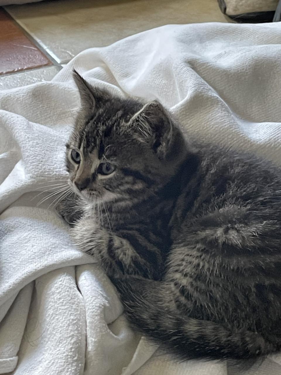 Kittens (mannetjes)