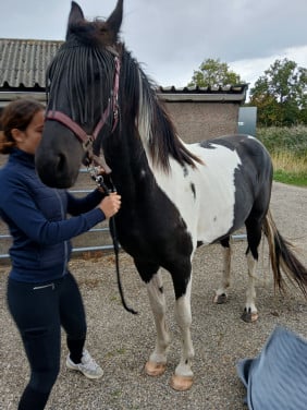 Barock Pinto stamboek merrie-3,5 jaar-schoft 1,60-V.Heino-zeer mak-6500,=