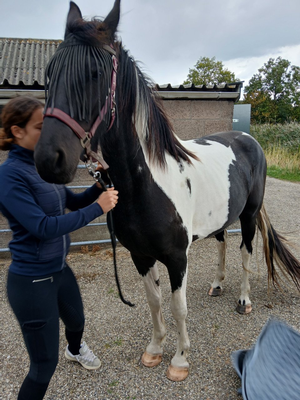 Barock Pinto stamboek merrie-3,5 jaar-schoft 1,60-V.Heino-zeer mak-6500,=