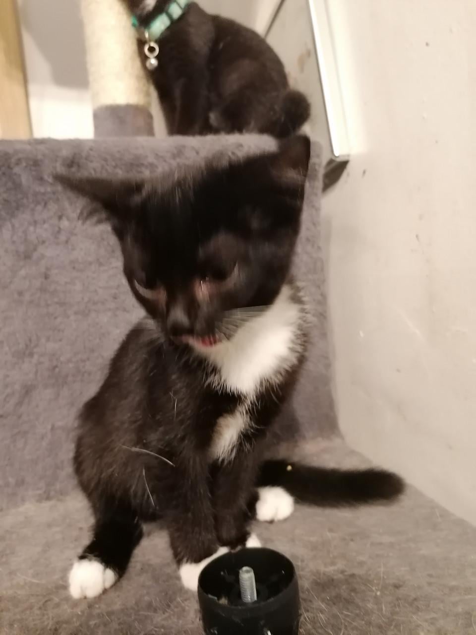 Kittens 12wkn oud
